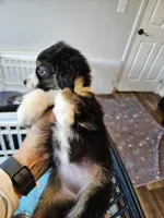 BooBear, a female Toy Australian Shepherd for sale in Maryville, TN – 2 of 10