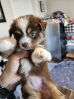 Jelly, a female Toy Australian Shepherd for sale in Maryville, TN – 8 of 10