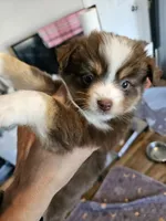Jelly, a female Toy Australian Shepherd for sale in Maryville, TN – 2 of 10