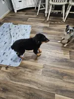 Sweetie, a male Australian Shepherd for sale in Maryville, TN – 9 of 10