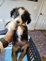 BooBear, a female Toy Australian Shepherd for sale in Maryville, TN – 8 of 10