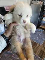 Peach Cream, a male Toy Australian Shepherd for sale in Maryville, TN – 7 of 9