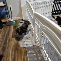 Pinky, a female Miniature Australian Shepherd for sale in Maryville, TN – Photo 6 of 9