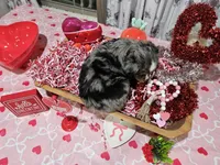 Pinky, a female Toy Australian Shepherd for sale in Maryville, TN – Photo 4 of 10