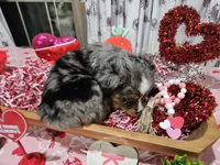 Pinky, a female Toy Australian Shepherd for sale in Maryville, TN – Photo 5 of 10