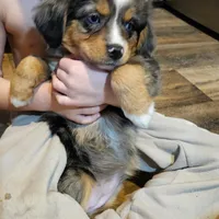 Pinky, a female Miniature Australian Shepherd for sale in Maryville, TN – Photo 2 of 9
