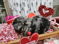 Pinky, a female Toy Australian Shepherd for sale in Maryville, TN – Photo 10 of 10