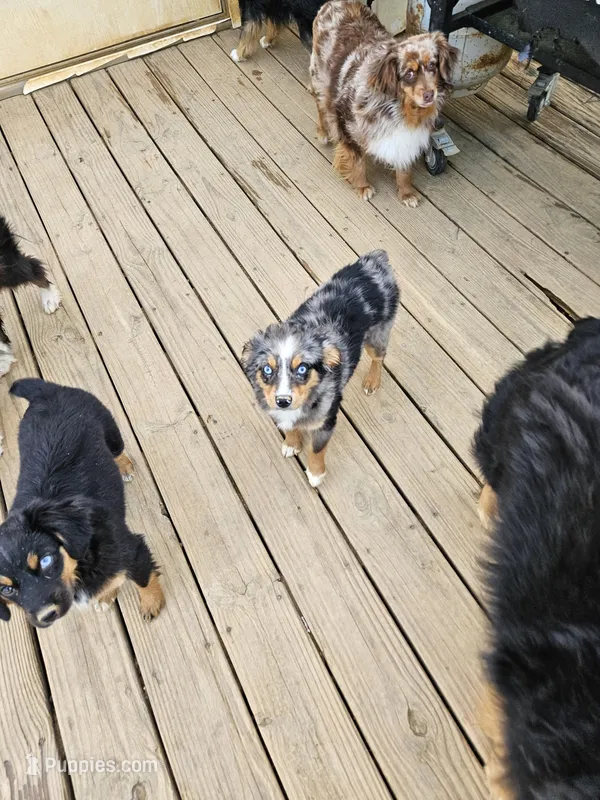 Pinky – Miniature Australian Shepherd puppy for sale in Maryville, TN