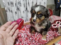 Pinky, a female Toy Australian Shepherd for sale in Maryville, TN – Photo 1 of 10