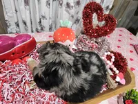 Pinky, a female Toy Australian Shepherd for sale in Maryville, TN – Photo 6 of 10