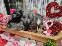 Pinky, a female Toy Australian Shepherd for sale in Maryville, TN – Photo 8 of 10