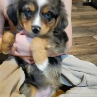 Pinky, a female Miniature Australian Shepherd for sale in Maryville, TN – Photo 1 of 9