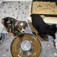 Pinky, a female Miniature Australian Shepherd for sale in Maryville, TN – Photo 9 of 9