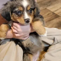 Pinky, a female Miniature Australian Shepherd for sale in Maryville, TN – Photo 3 of 9