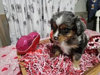 Pinky, a female Toy Australian Shepherd for sale in Maryville, TN – Photo 9 of 10