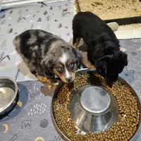 Pinky, a female Miniature Australian Shepherd for sale in Maryville, TN – Photo 8 of 9