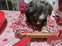 Pinky, a female Toy Australian Shepherd for sale in Maryville, TN – Photo 2 of 10