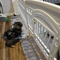 Pinky, a female Miniature Australian Shepherd for sale in Maryville, TN – Photo 7 of 9