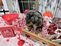 Pinky, a female Toy Australian Shepherd for sale in Maryville, TN – Photo 7 of 10