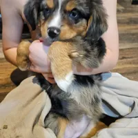 Pinky, a female Miniature Australian Shepherd for sale in Maryville, TN – Photo 4 of 9