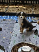 Cooper, a male Toy Australian Shepherd for sale in Maryville, TN – 6 of 10