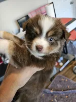 Jelly, a female Toy Australian Shepherd for sale in Maryville, TN – 3 of 10