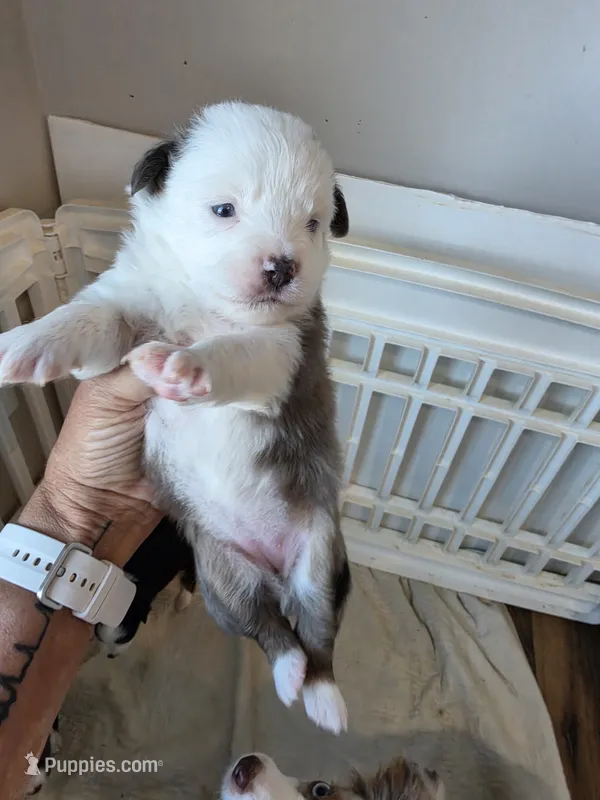 Spice – Toy Australian Shepherd puppy for sale in Maryville, TN