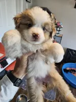 PeanutButter, a female Toy Australian Shepherd for sale in Maryville, TN – 6 of 10