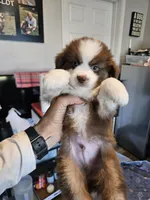 Strawberry 🍓 , a male Toy Australian Shepherd for sale in Maryville, TN – 5 of 10