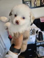 Peach Cream, a male Toy Australian Shepherd for sale in Maryville, TN – 4 of 9