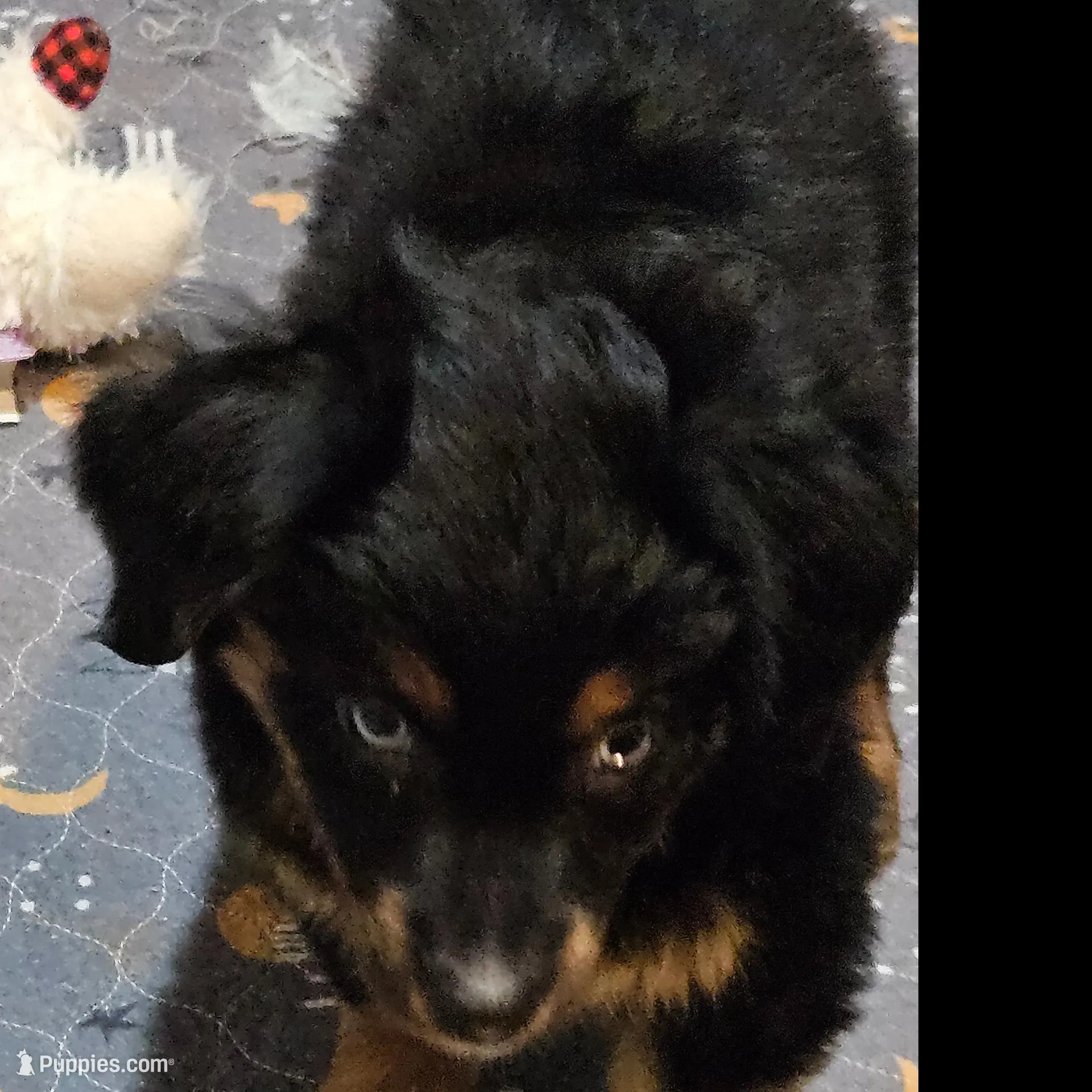 Candy, a female Miniature Australian Shepherd for sale in Maryville, TN – Photo 2 of 10