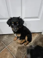 Candy, a female Miniature Australian Shepherd for sale in Maryville, TN – Photo 10 of 10