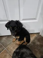 Candy, a female Miniature Australian Shepherd for sale in Maryville, TN – Photo 5 of 10