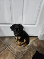 Candy, a female Miniature Australian Shepherd for sale in Maryville, TN – Photo 7 of 10