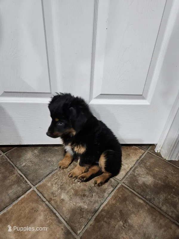 Candy, a female Miniature Australian Shepherd for sale in Maryville, TN – Photo 1 of 10