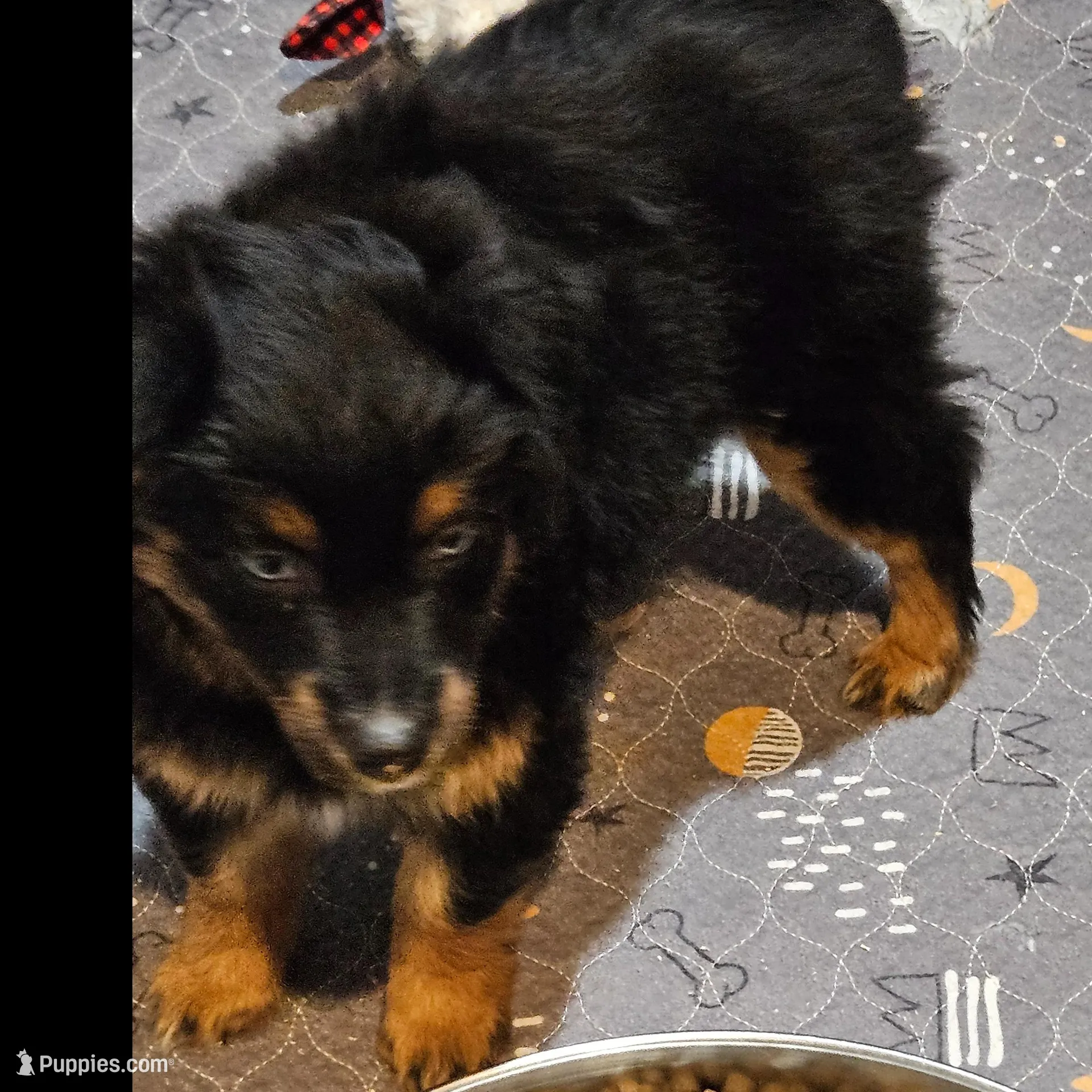Candy, a female Miniature Australian Shepherd for sale in Maryville, TN – Photo 3 of 10