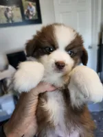 Strawberry 🍓 , a male Toy Australian Shepherd for sale in Maryville, TN – 9 of 10