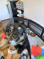 Fall, a male Toy Australian Shepherd for sale in Maryville, TN – 10 of 10