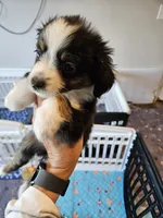BooBear, a female Toy Australian Shepherd for sale in Maryville, TN – 5 of 10