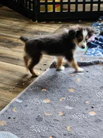 Cooper, a male Toy Australian Shepherd for sale in Maryville, TN – 7 of 10