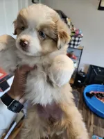PeanutButter, a female Toy Australian Shepherd for sale in Maryville, TN – 5 of 10