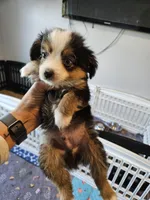 Copper, a male Toy Australian Shepherd for sale in Maryville, TN – 2 of 10