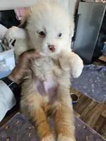 Peach Cream, a male Toy Australian Shepherd for sale in Maryville, TN – 3 of 9