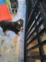 Warm and Fuzy, a male Toy Australian Shepherd for sale in Maryville, TN – 8 of 10