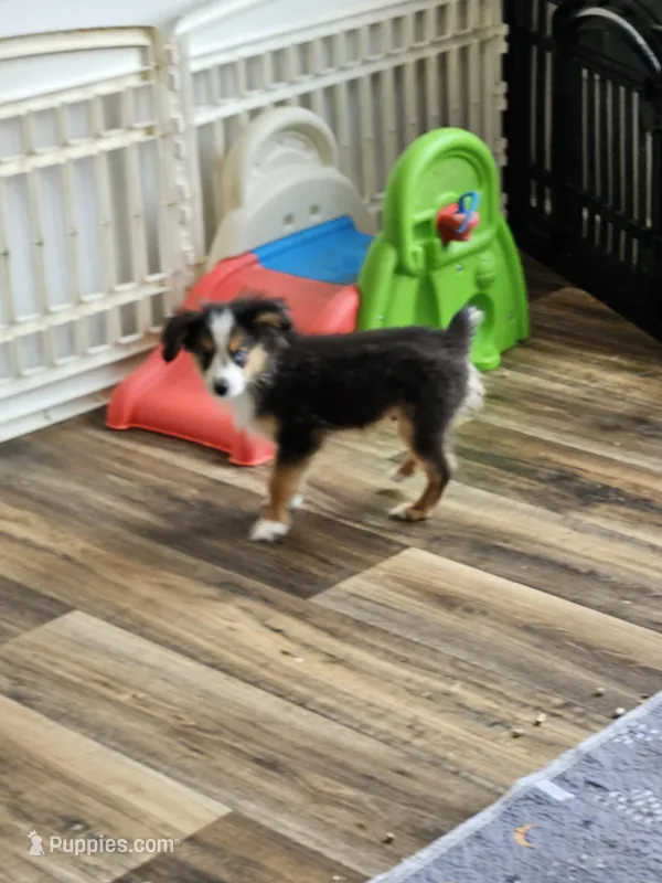 Cooper – Toy Australian Shepherd puppy for sale in Maryville, TN