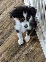 BooBear, a female Toy Australian Shepherd for sale in Maryville, TN – 4 of 10