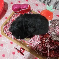 Valentine, a male Toy Australian Shepherd for sale in Maryville, TN – Photo 8 of 10