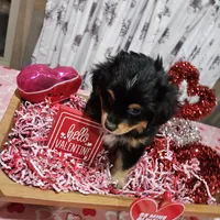 Valentine, a male Toy Australian Shepherd for sale in Maryville, TN – Photo 1 of 10