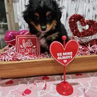 Valentine, a male Toy Australian Shepherd for sale in Maryville, TN – Photo 7 of 10