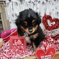 Valentine, a male Toy Australian Shepherd for sale in Maryville, TN – Photo 2 of 10